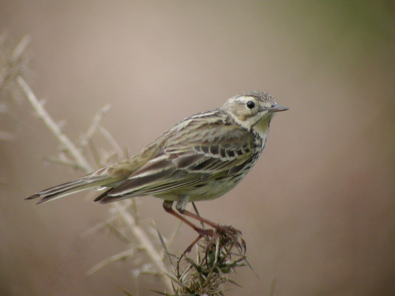 Anthus pratensis adulte