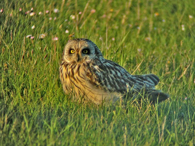 Asio flammeus adulte