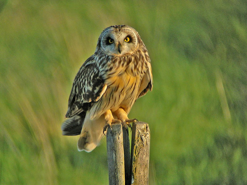 Asio flammeus adulte