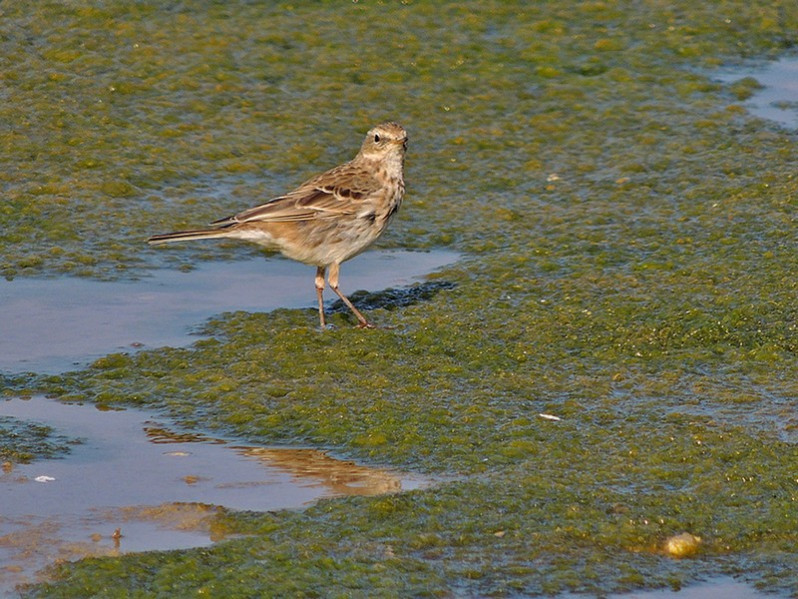 Anthus spinoletta adulte