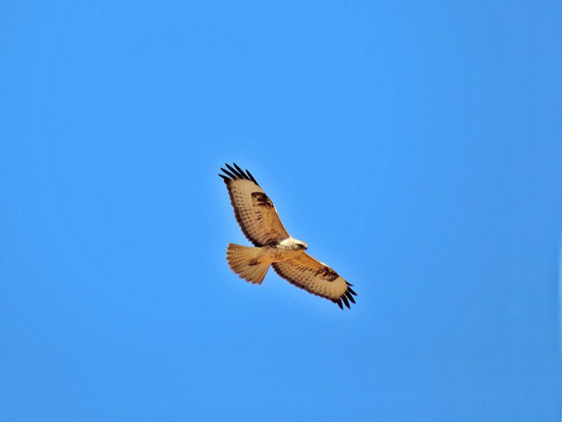 Buteo rufinus adulte