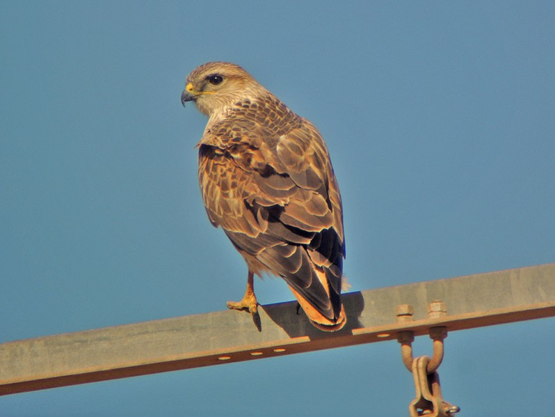 Buteo rufinus adulte
