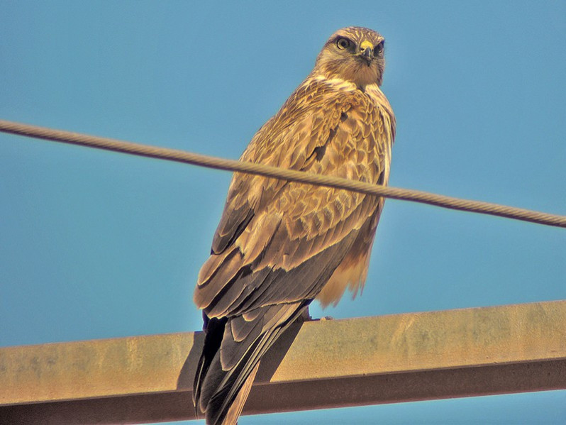 Buteo rufinus adulte