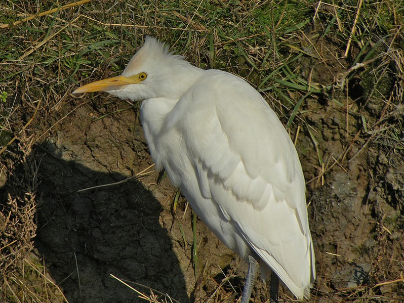 Bubulcus ibis adulte