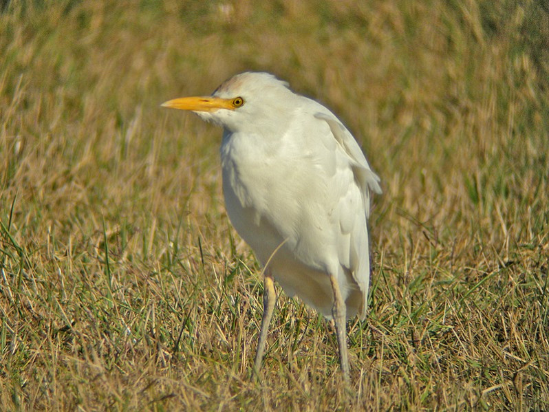 Bubulcus ibis adulte