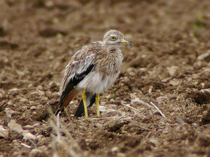 Burhinus oedicnemus adulte