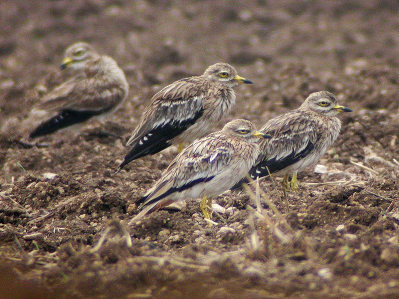 Burhinus oedicnemus adulte