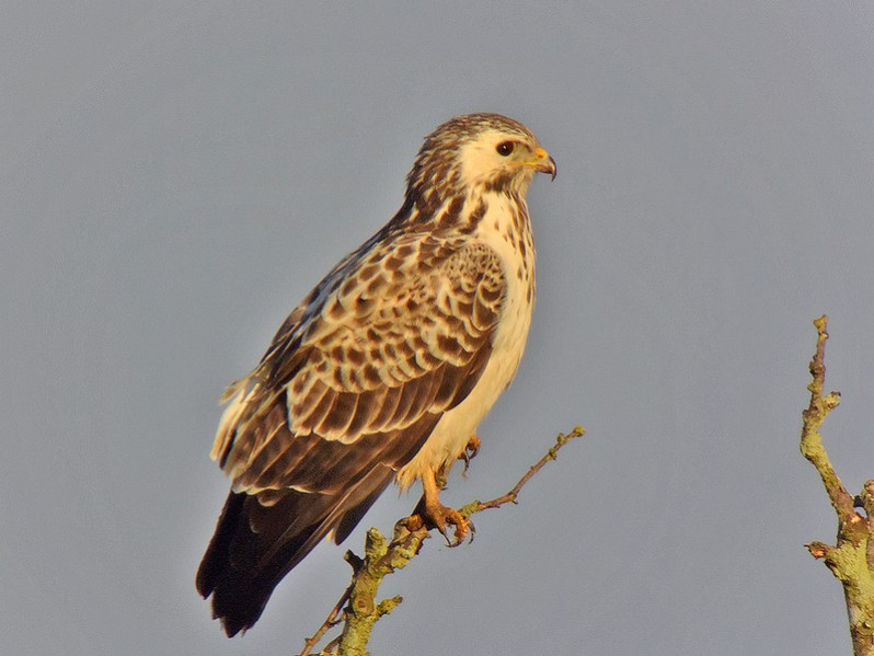 Buteo buteo forme claire