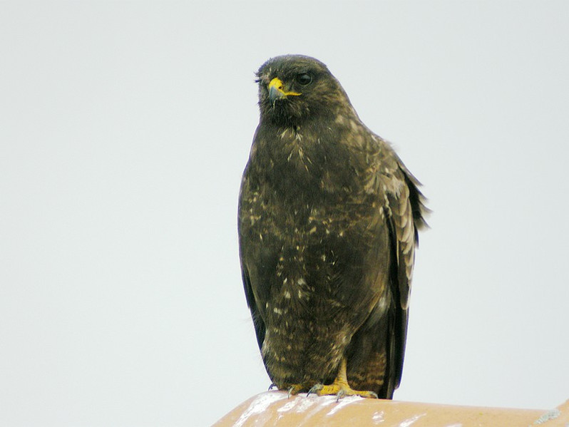 Buteo buteo forme sombre
