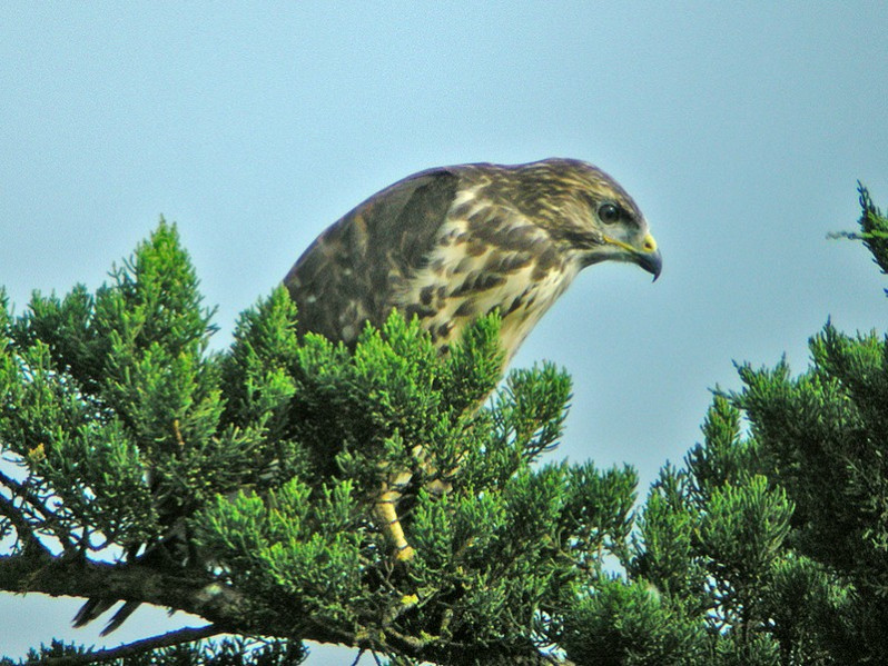 Buteo buteo juvénile