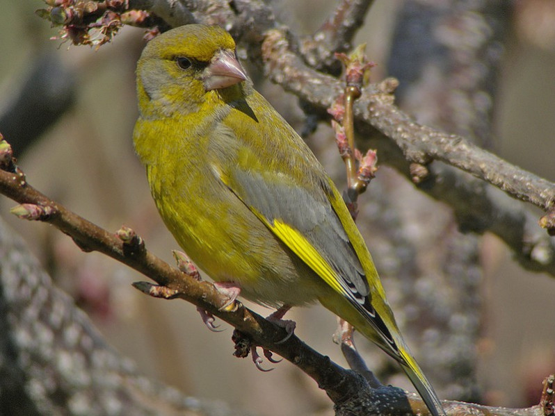 Chloris chloris adulte