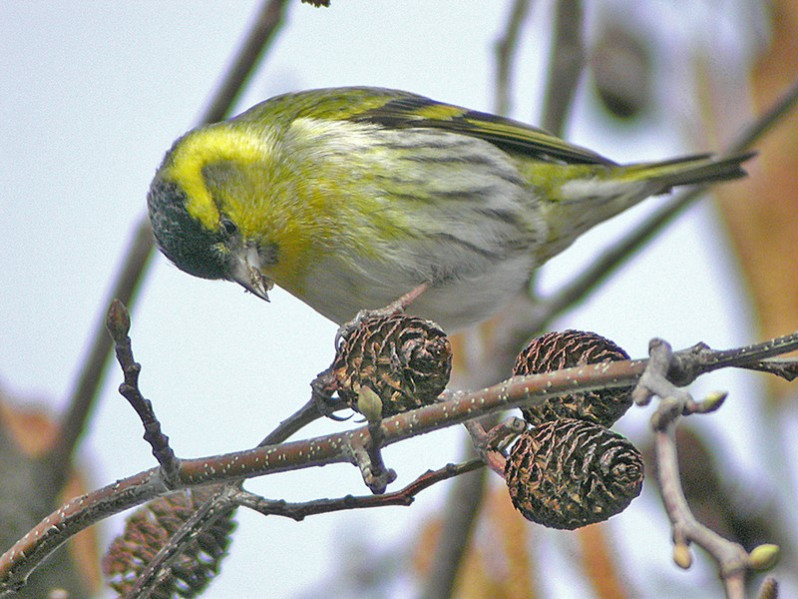 Spinus spinus adulte