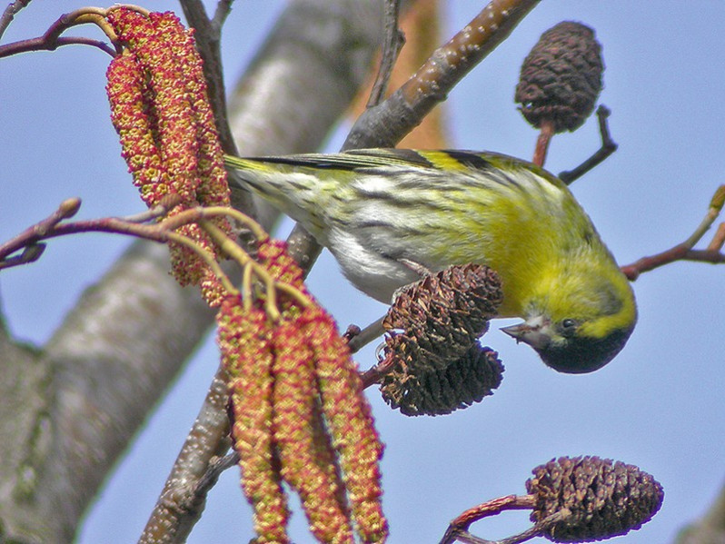 Spinus spinus adulte