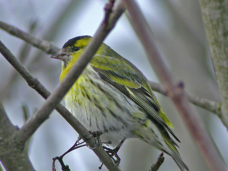 Spinus spinus adulte