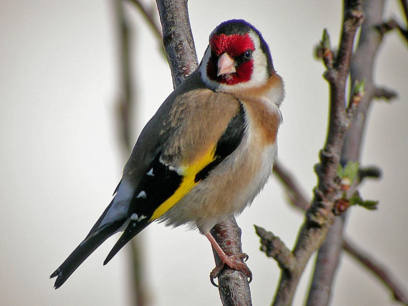 Carduelis carduelis adulte