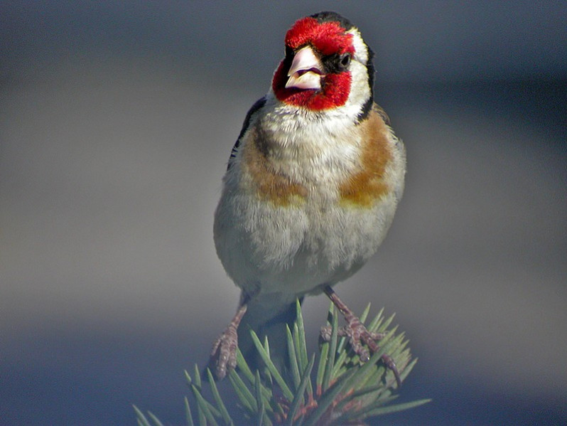Carduelis carduelis adulte