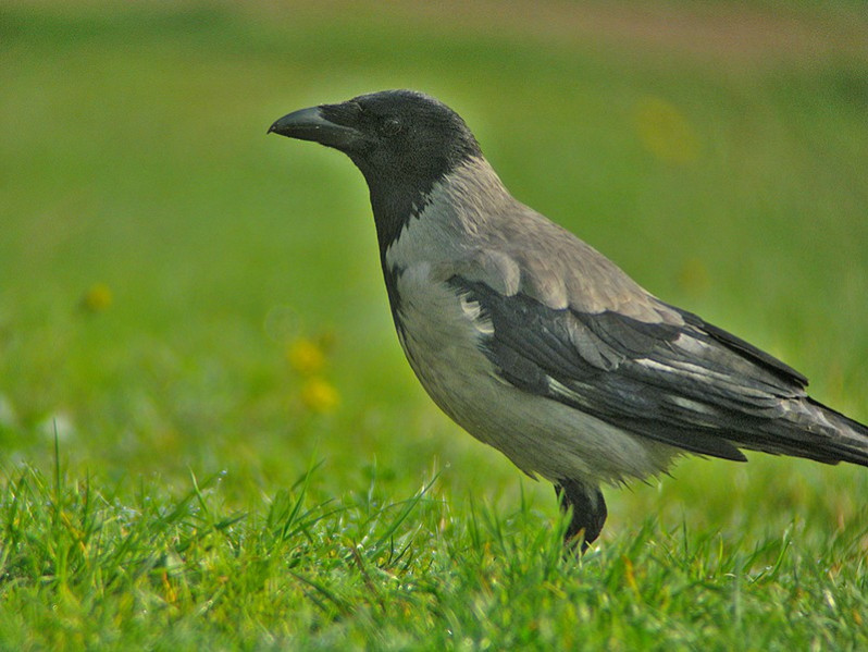 Corvus coronne cornix adulte
