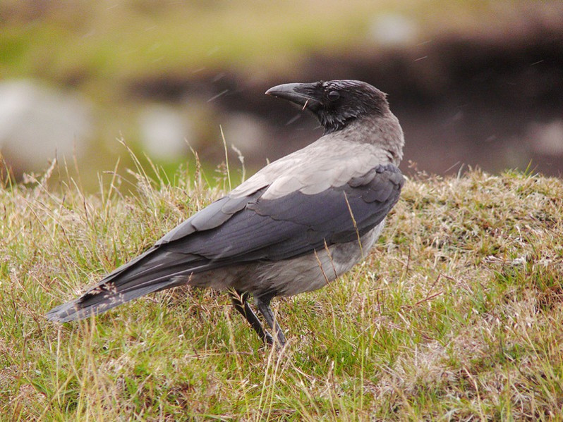 Corvus coronne cornix adulte