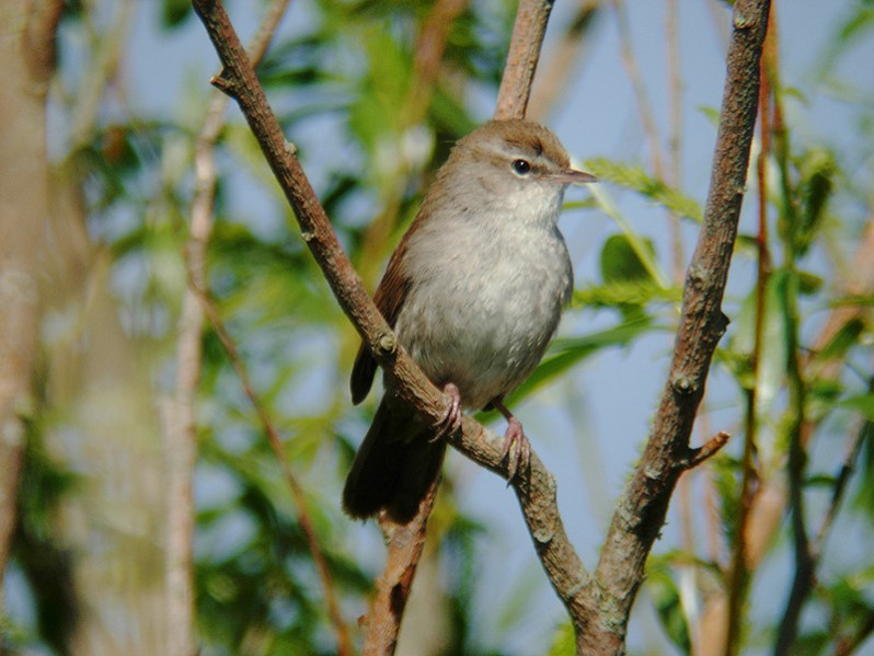 Cettia cetti adulte