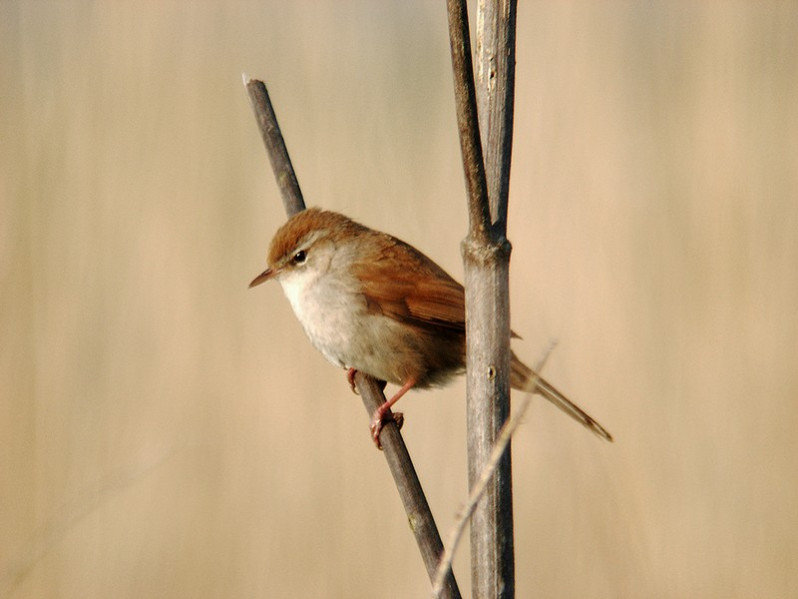 Cettia cetti adulte
