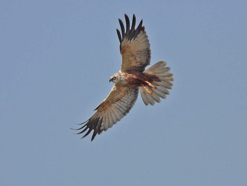 Circus aeruginosus adulte