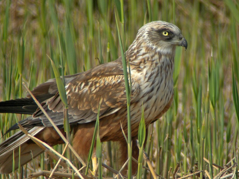 Circus aeruginosus adulte