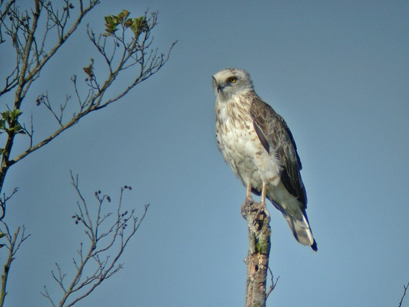 Circaetus gallicus adulte