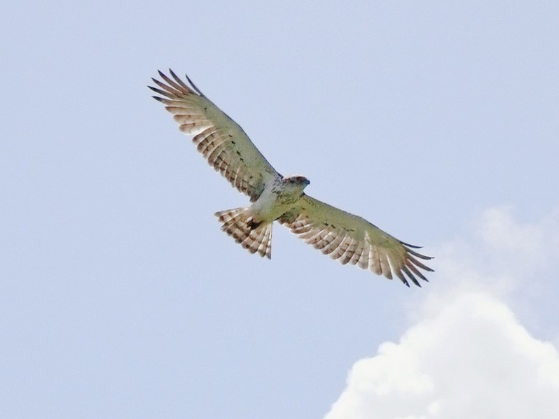 Circaetus gallicus adulte