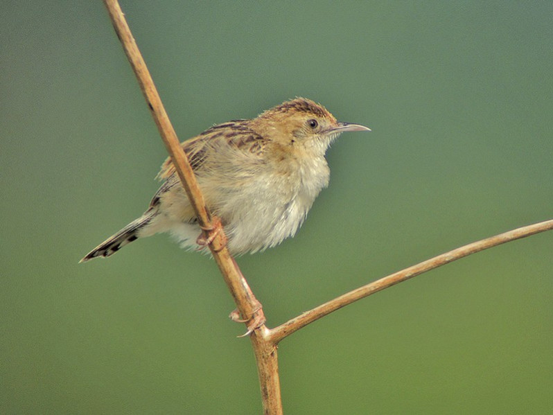 Cisticola juncidis adulte
