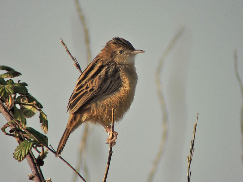 Cisticola juncidis adulte