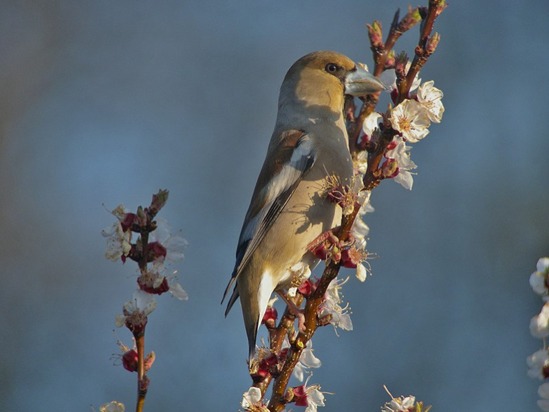 Coccothraustes coccothraustes adulte
