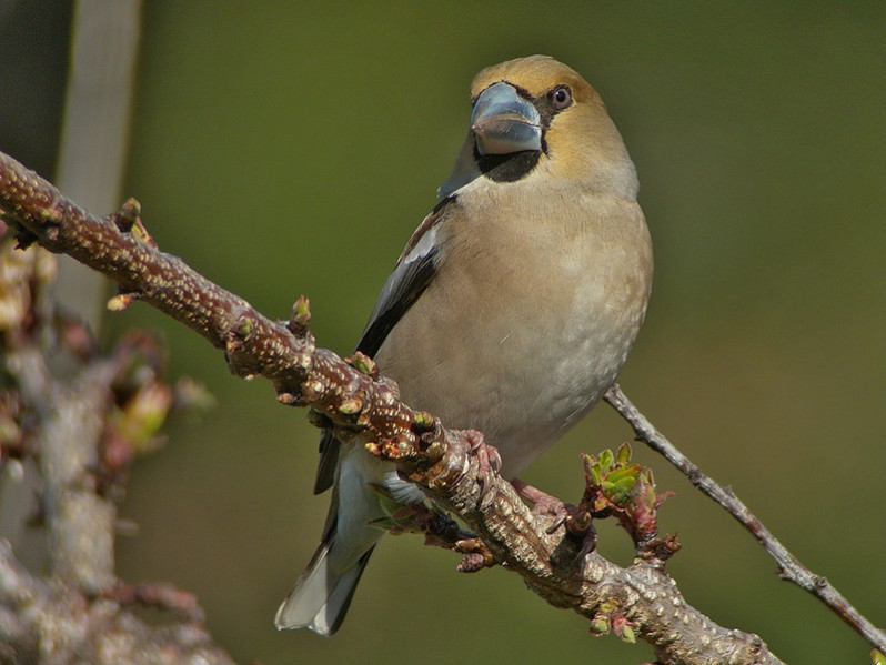 Coccothraustes coccothraustes adulte