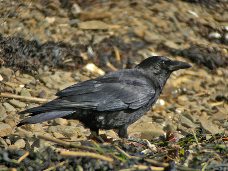 Corvus corone adulte