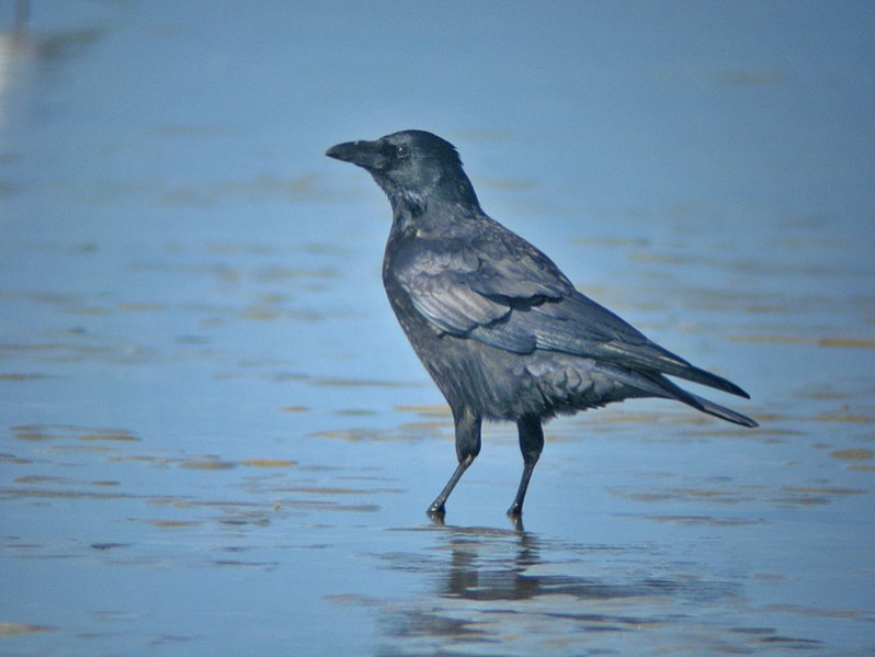 Corvus corone adulte