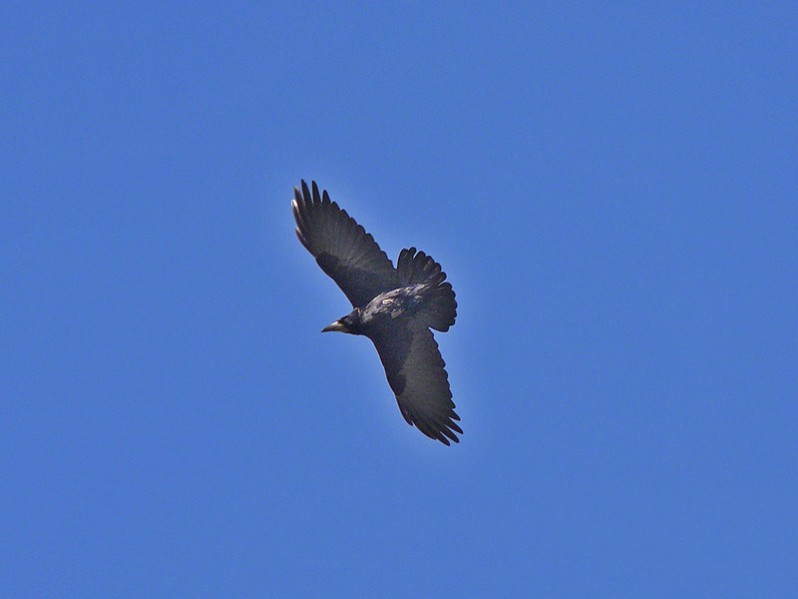 Corvus frugilegus adulte