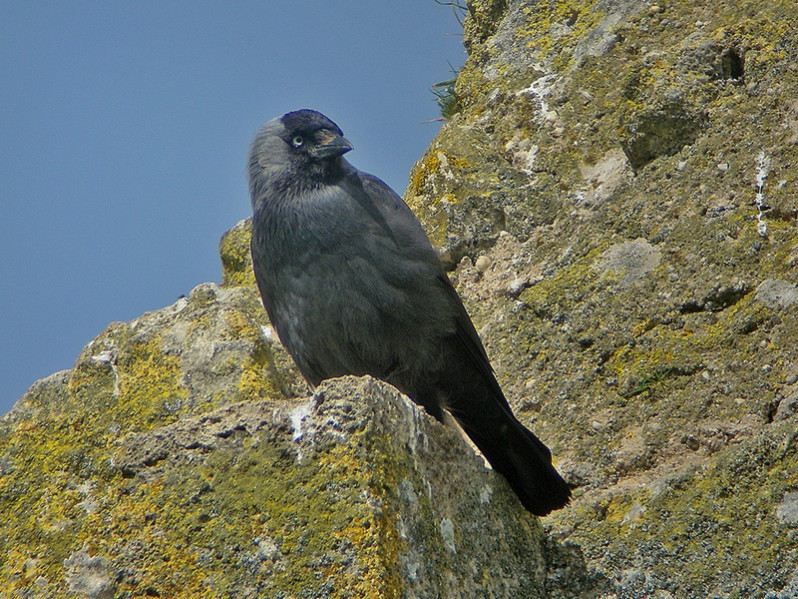 Corvus monedula adulte