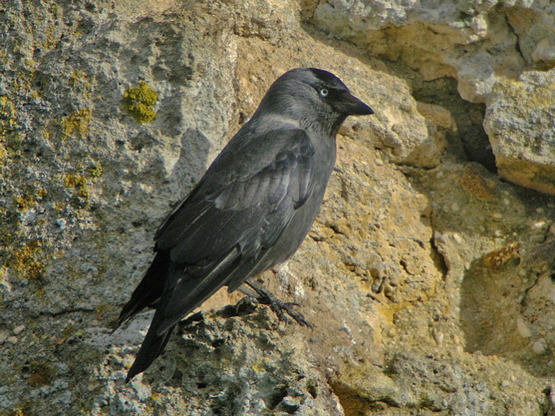 Corvus monedula adulte