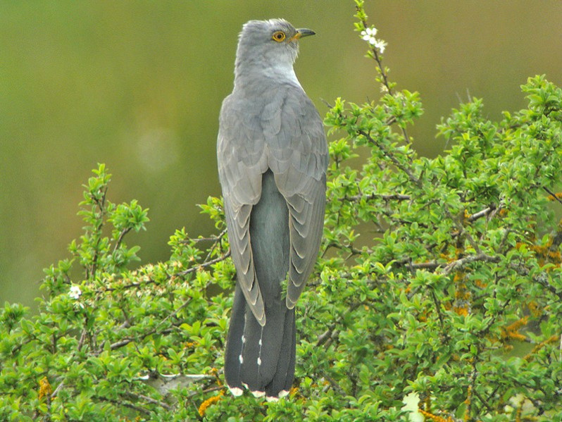 Cuculus canorus adulte