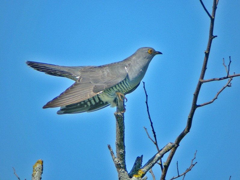 Cuculus canorus adulte