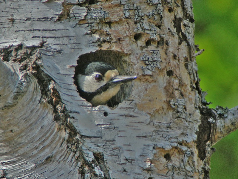 Dendrocopos major adulte