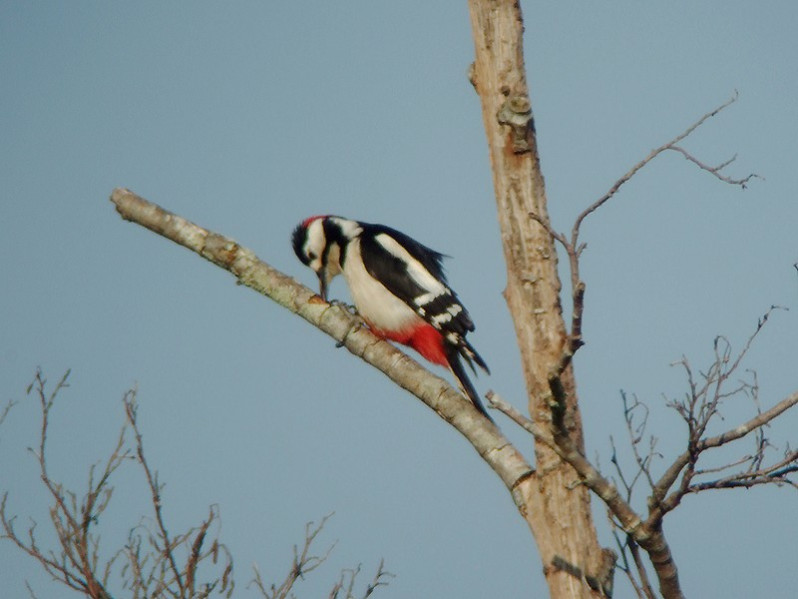 Dendrocopos major adulte