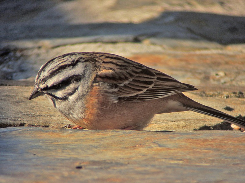 Emberiza cia adulte