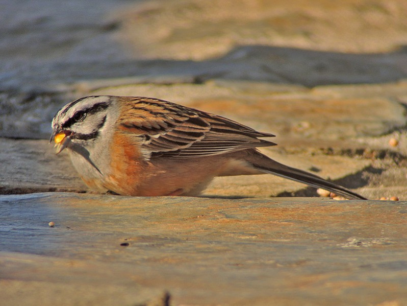 Emberiza cia adulte