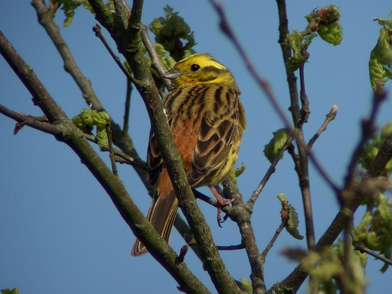 Emberiza citrinella adulte