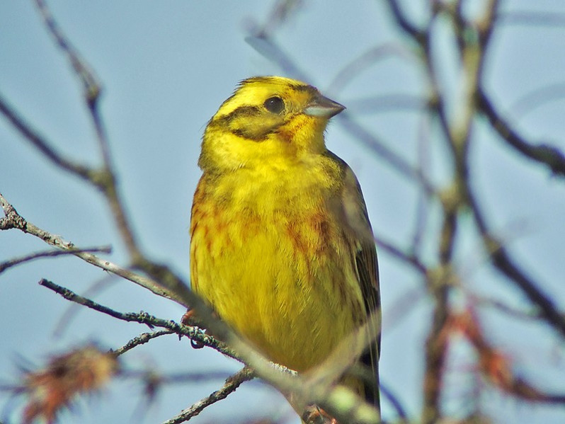 Emberiza citrinella adulte