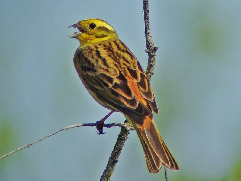 Emberiza citrinella adulte