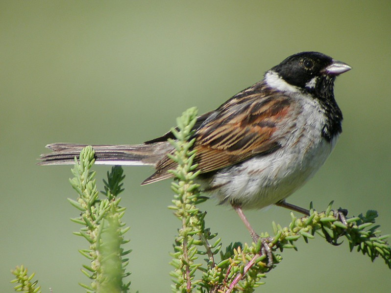 Emberiza schoeniclus adulte