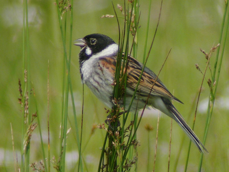 Emberiza schoeniclus adulte