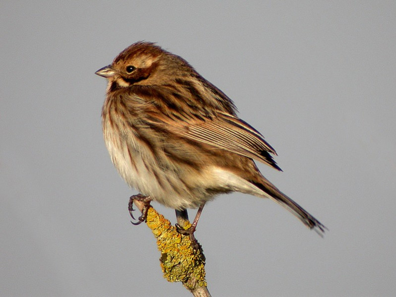 Emberiza schoeniclus adulte