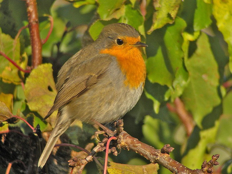 Erithacus rubecula adulte